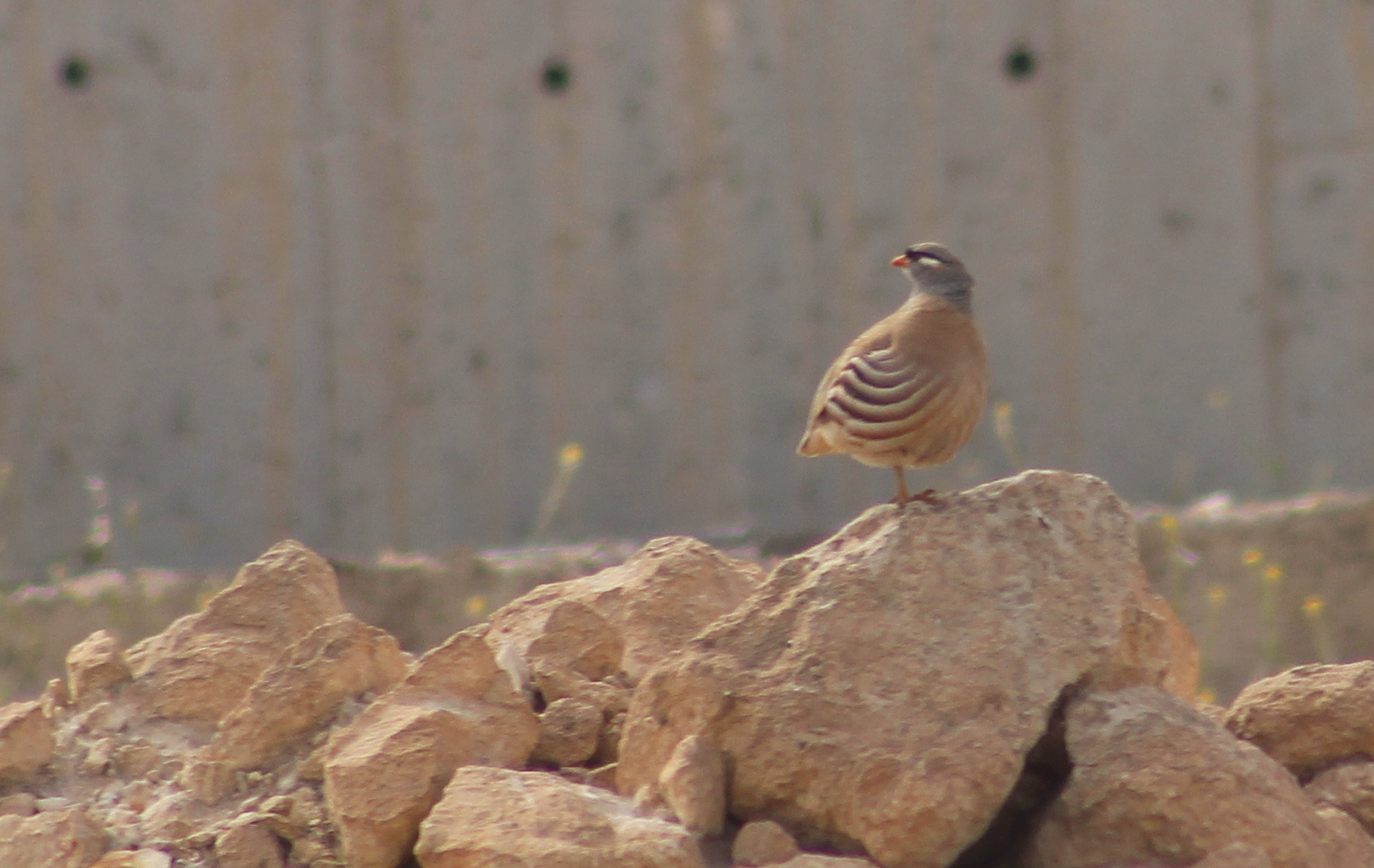 See-see Partridge